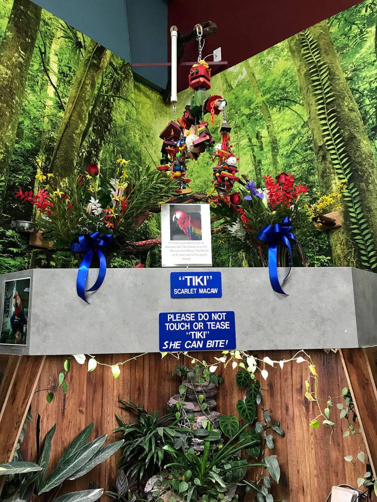 Tikis perch at Dennys Pet World with flowers and a memorial plaque. Photo courtesy of Julia Marshall
