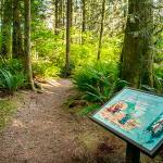 State Parks like Squawk Mountain, pictured above, will remain closed through at least May 4. Image courtesy Washington State Parks