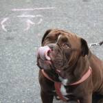 File photo. Blake Peterson/staff photo