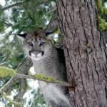 New guidelines will allow more cougars to be hunted in several areas of the state. Courtesy photo