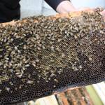 Pedro Miola displays the mosaic of different kinds and colors of pollen the bees collected. (Photo by Cameron Sheppard)