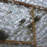 Some jars have materials to encourage birds and pollinating insects to nest in them. (photo by Cameron Sheppard)