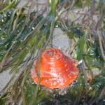 At Dash Point on June 16, 2022. Henry Stewart-Wood/Sound Publishing