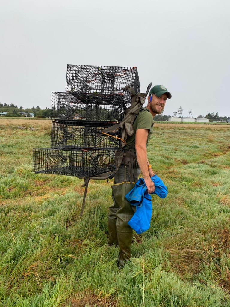 Ron Coleman from WDFW deploys Green Crab traps on the Washington Coast. Photo courtesy of Chase Gunnell.