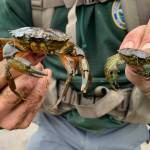 Mature and young European Green Crab comparison at Willapa Bay. Photo courtesy of Chase Gunnell.