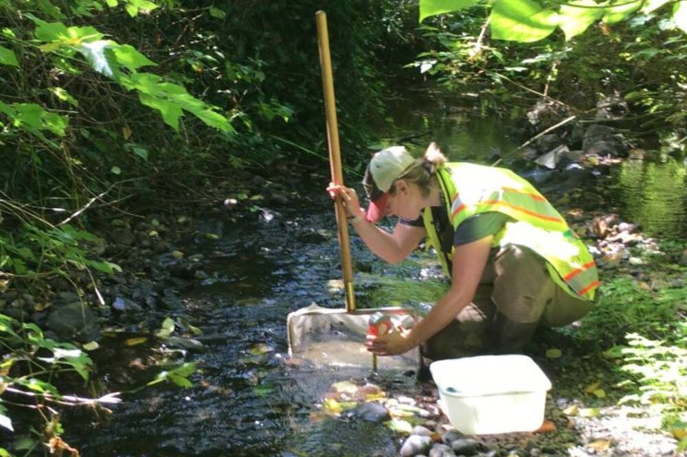 City of Kirkland wants community feedback on updated surface water ...