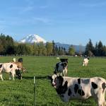 Enumclaws Krainick Dairy is one of the remaining dairy farms on the Plateau; they produce upward of 9,000 gallons of milk a day for Darigold. Photo courtesy Krainick Dairy