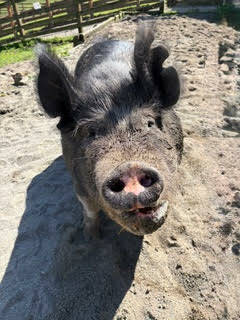 Cora, showing off her ear notches. Photo by Isobel Sweet