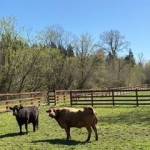 Franny on left, and Bella, Dexter cows. Photo by Mindy Stern