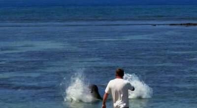 A rock lands near the seal. COURTESY PHOTO, U.S. Attorneys Office, District of Hawaii