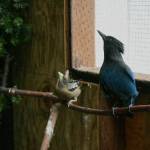 Not all birds are able to be released back into the wild. In 2016, Mr. Blue, a Stellars Jay, and Miss Eve, an evening grosbeak, had healed from their various ailments but lived at the Featherhaven shelter for a time. Photo by Ray Miller=S