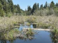 kirklandreporter.com - Kevin Hanson - A serene adventure at Lake Sawyer | Hiking the Northwest