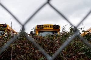 A photograph of school buses used by the Olympia School District taken on Feb.18, 2026. (Moe Clark/InvestigateWest)